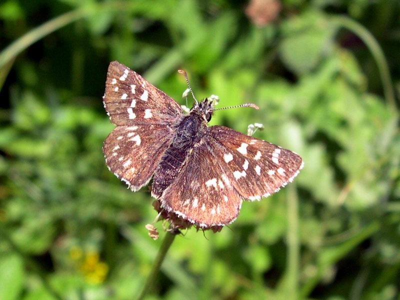 Lepidotteri